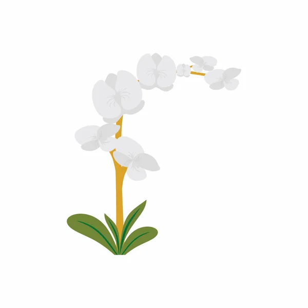 Fleurs Orchidée Blanche Feuilles Vertes Orchidées Floraison Incroyablement Belle Dans — Image vectorielle
