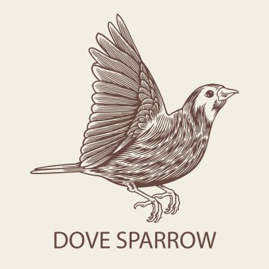 Dove Sparrow 'un el çizimi kuş vektörü izole edildi. Tasarım için eski bir oyma, vahşi hayvan unsurları. Posterler, dekorasyon ve baskı için ayrıntılı vintage çizim çizimi