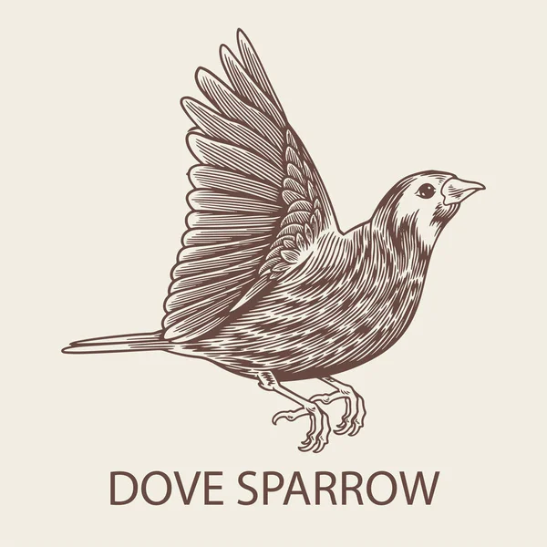 Dibujo Dibujado Mano Dove Sparrow Ave Vector Aislado Antiguo Grabado — Vector de stock