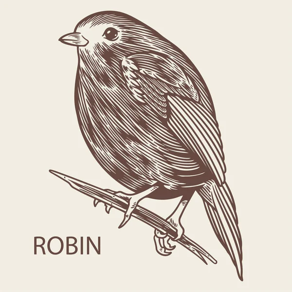 Robin Πουλί Ζώο Σκίτσο Vintage Χαραγμένο Στυλ Στοιχείο Ευρωπαϊκή Robin — Διανυσματικό Αρχείο