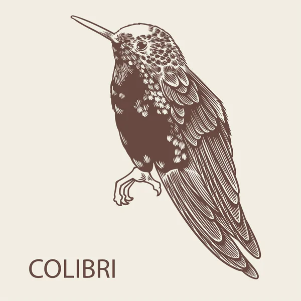 Vector Dibujado Mano Colibri Pájaro Ilustración Iconos Animales Tropicales Aislados — Vector de stock