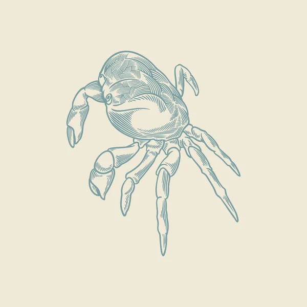 Handgetekend Van Vintage Krab Schets Van Schattige Krab Geïsoleerd Witte — Stockvector