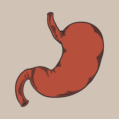 İnsan midesi anatomisi eskiz çizimi, klasik oyma. Tıbbi projeleriniz için viral rehabilitasyon posterleri tasarlayın. Klasik retro biçiminde vektör illüstrasyonu