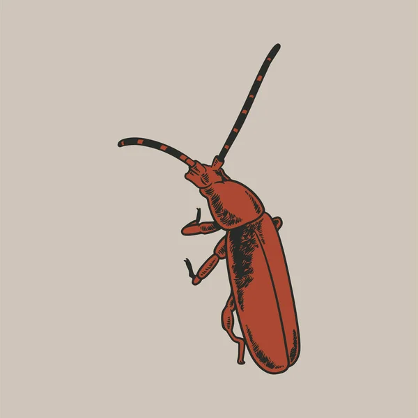 Gravure Vintage Dessinée Main Animal Insecte Esquisse Dessinée Main Sur — Image vectorielle