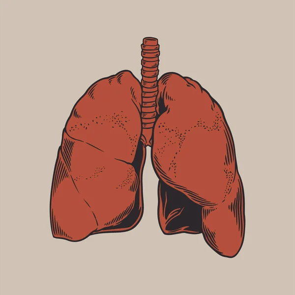 白い背景に人間の解剖学的肺彫刻スケッチ 医療プロジェクトの医療ヘルスケアデザインコンセプトは ウイルスのリハビリポスター タトゥーを投稿するベクトルイラスト — ストックベクタ