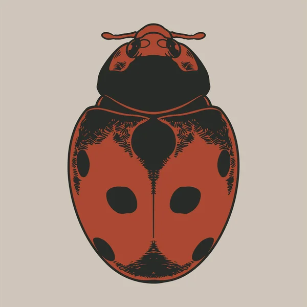 天线虫 Coccinellidae 的向量古董雕刻图解 瓢虫自由手线性深色橙色墨水手绘图片标识草图艺术复古笔迹风格 — 图库矢量图片
