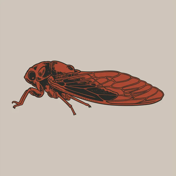 Cicadidae cicada insect animal sketch engraving vector hand drawn sketch illustration. Good for t-shirt apparel print design. Vintage engraved illustration of locust isolated on white background