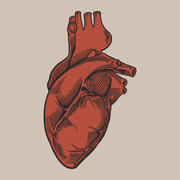 Cuore Umano Anatomicamente Disegnato Mano Arte Vintage Incisione Colorato Rosso — Vettoriale Stock