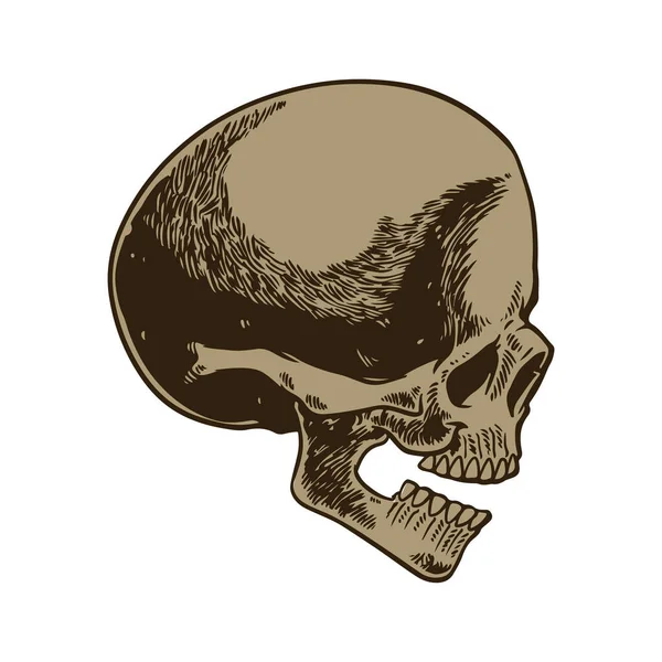 Esqueleto Cabeza Anatomía Tinta Dibujado Mano Línea Grabado Arte Stock — Archivo Imágenes Vectoriales