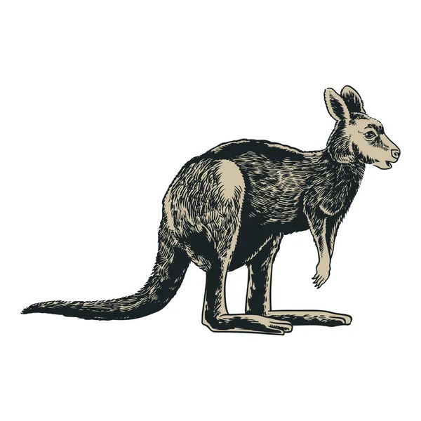 ヴィンテージ彫刻スタイルで描かれたカンガルー手 オーストラリアシリーズの動物 Tシャツのデザイン ポスターやその他の用途のためのベクターイラストアート 白い背景に隔離された野生生物の概念 — ストックベクタ