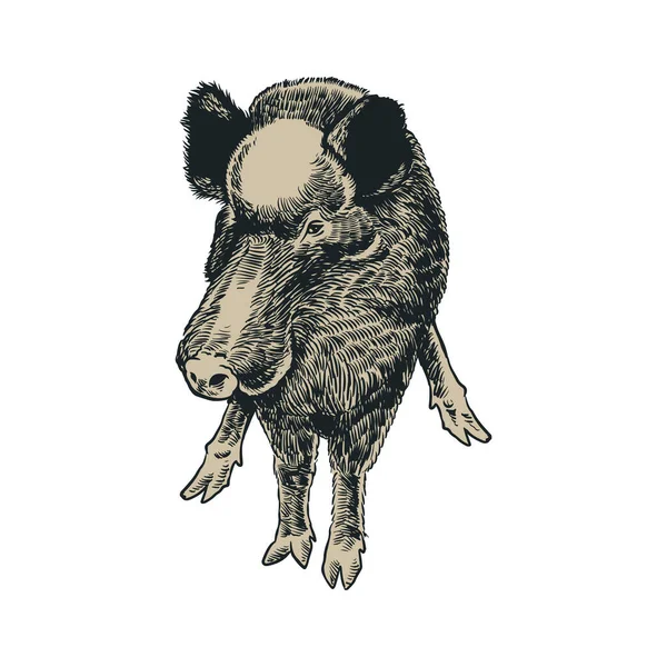 Handgezeichnetes Wildschwein Vintage Gravur Säugetier Eurasien Symbol Des Nordens Waldtier — Stockvektor