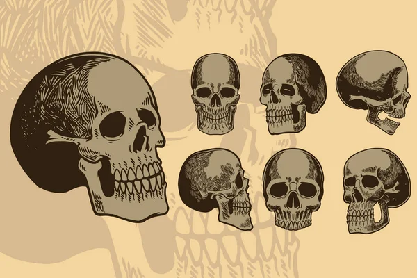 Menselijke Schedel Ingesteld Skelet Hoofd Anatomie Inkt Met Hand Getekend — Stockvector