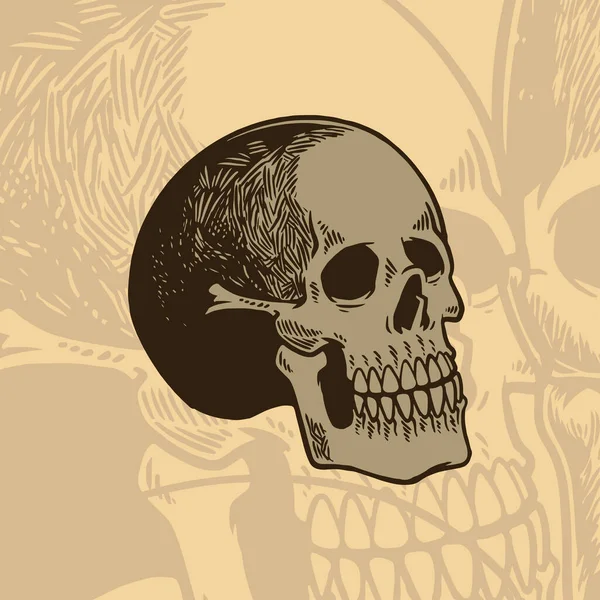 Ilustracja Wektorowa Ludzkiej Czaszki Stylu Rysowanym Ręcznie Tuszem Szkielet Głowy — Wektor stockowy