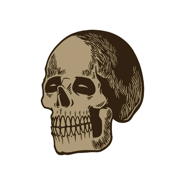 Anatomik Kafatası Vektör Sanatı Skelet Kafa Kafasının Detaylı Çizimi Dişleri — Stok Vektör