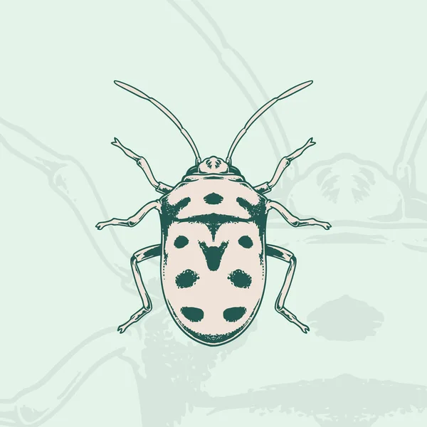 Disegnato Mano Coccinella Sketch Simbolo Elemento Della Coccinella Vettoriale Stile — Vettoriale Stock