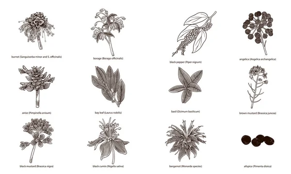 Set Van Met Hand Getekende Kruiden Specerijen Geïsoleerd Witte Achtergrond — Stockvector