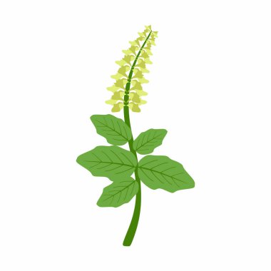 Kutsal fesleğen ya da Tulsi düz çizimi manevi ve fiziksel sağlığı simgeliyor. Modern vektör tasarımı. Basit şekilli ölçeklenebilir vektör illüstrasyonu.