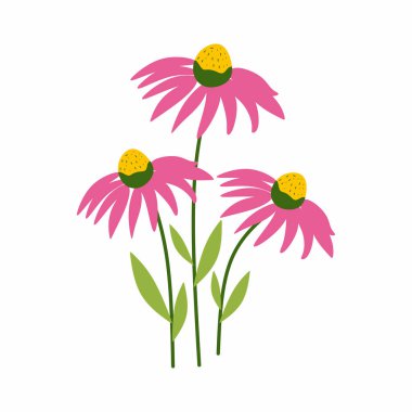 Ekinezya çiçeği ve yaprağı. Bitkisel tıp konsepti. Modern vektör tasarımı. Refah markalaşması için basit şekiller ve ölçeklenebilir katmanlar.