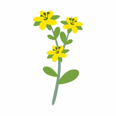 St. John 's marihuana bitkisinin düz çizimi doğal iyileşmeyi simgeliyor. Modern vektör tasarımı. Bitkisel ilaçlar için basit şekiller ve temiz çizgiler.