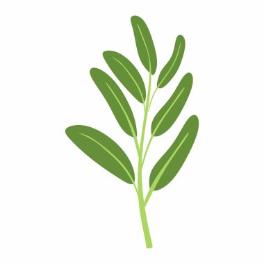 Adaçayı yapraklarının minimalist düz çizimi. Basit geometrik tasarım. Vektör grafik ögesi. Bitkisel ve aşçılık kavramları için mükemmel.