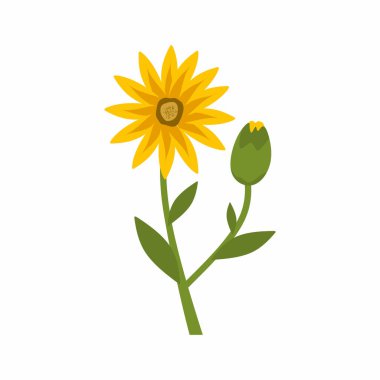 Arnica çiçeği ve düz çizimler bırakır. Doğal tedavi konsepti. Basit vektör tasarımı. Homeopatik ürünler için modern geometrik biçim.