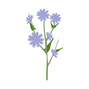 Chicory flower and root flat illustration. Coffee substitute concept. Vector illustration design. Modern flat style with simple shapes and blue flowers.