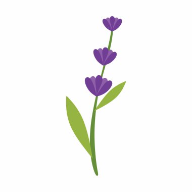 Düz lavanta bitkisi. Aromaterapi konsepti. Basit şekilli vektör çizimi. Bitkisel ve sağlıklı yaşam projeleri için temiz tasarım.