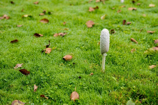 Cogumelo Único Crescendo Entre Grama Após Chuva Foco Seletivo — Fotografia de Stock