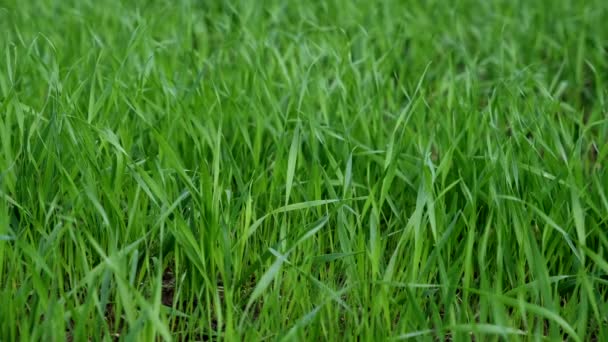 Świeże zielone kiełki pszenicy na polu kołyszą się na wietrze. Kontekst natury. — Wideo stockowe