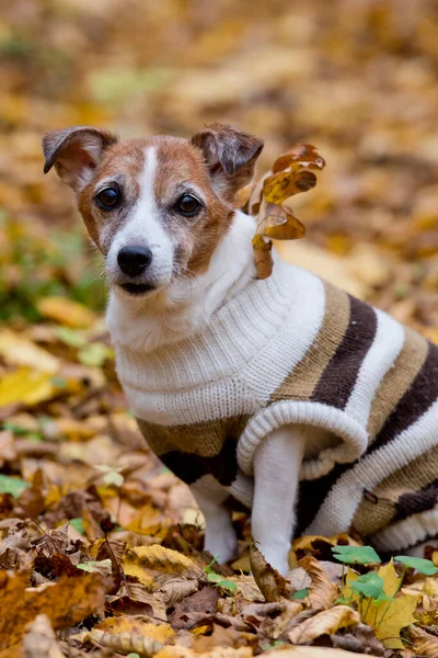 Dojrzałe Jack Russell Terrier Lesie Jesienny Dzień Pies Siedzi Żółty — Zdjęcie stockowe