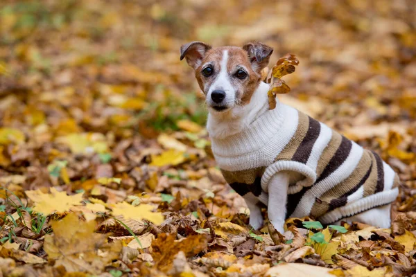 Olgun Jack Russell Terrier sonbahar günü ormanda, köpek sarı sonbahar yeşilliğinde oturuyor..