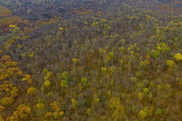 Luftaufnahme Des Herbstwaldes — Stockfoto