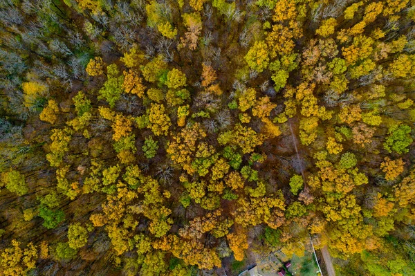 Sonbahar Ormanının Havadan Görünüşü Üst Görünüm — Stok fotoğraf