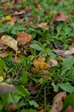 Sonbahar mantarları. Yeşil çimlerde bal tarımları. Seçici odak.