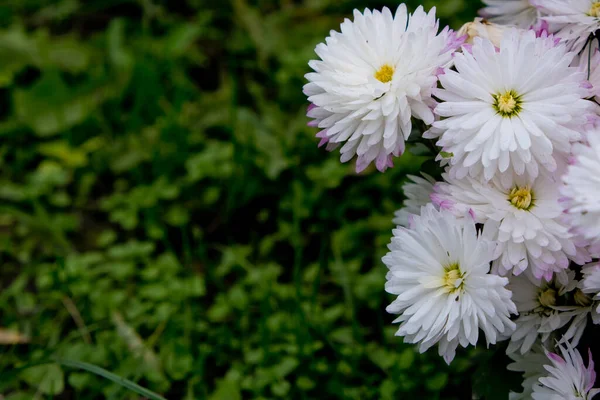 緑の背景とコピースペースを持つ菊の花のブッシュ 秋の花のブッシュ 接近中だ 選択的焦点 — ストック写真