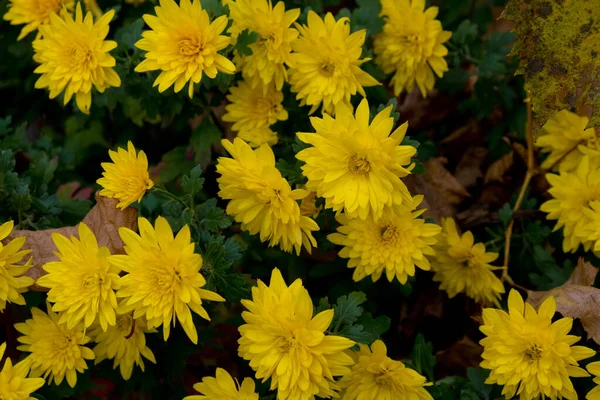 Bush of flowers of chrysanthemums in the garden. Bush of autumn flowers. Close-up. Selective focus.