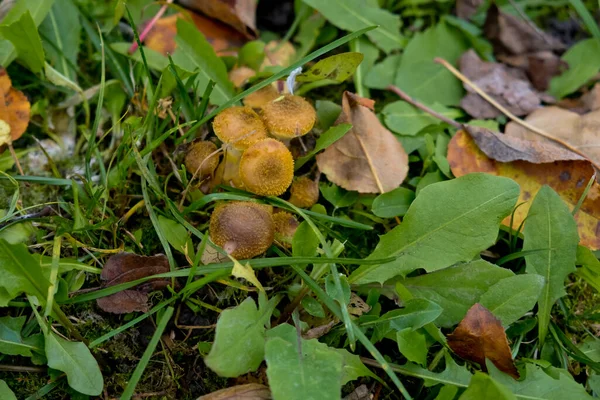 Autumn Mushrooms Honey Agarics Close Green Grass Selective Focus — Stock Photo, Image