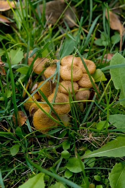 Autumn mushrooms honey agarics close-up in green grass. Selective focus. — Stock Image Autumn Mushrooms Honey Agarics Close Green Grass Selective Focus Stock Image