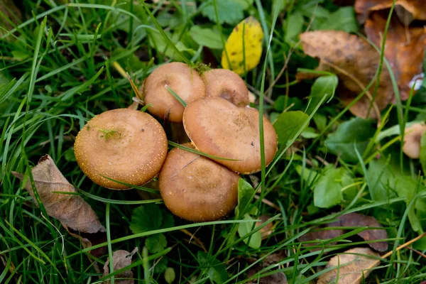 Autumn mushrooms honey agarics close-up in green grass. Selective focus. — Stock Image Autumn Mushrooms Honey Agarics Close Green Grass Selective Focus Stock Photo