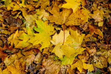 Sarı sonbahar portakal yaprakları grubunun arka planı.