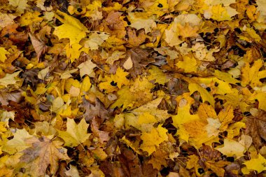 Sarı sonbahar portakal yaprakları grubunun arka planı.