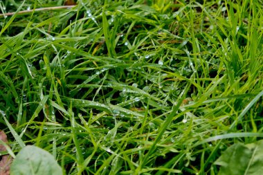 Yeşil çimlerin üzerine sabah çiği düşer. Seçici odak.