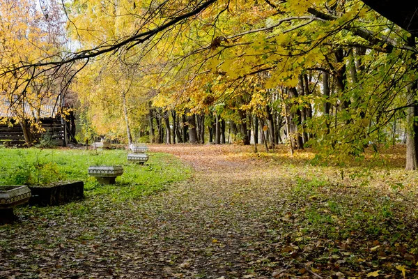 公园里的黄金树秋林 — 图库照片