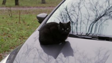 Siyah sokak kedisi ısınmak için arabada oturuyor..