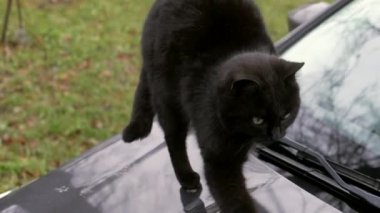 Siyah sokak kedisi ısınmak ve esnemek için arabada oturuyor..