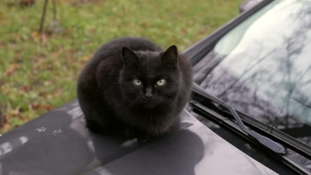 黒い野良猫が車の上に座って暖かいとヤーンを保つために. — ストック動画