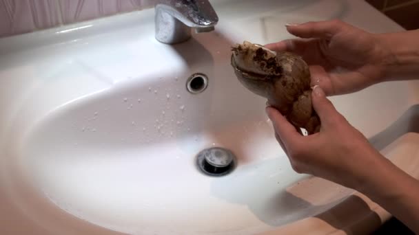 Kadın elleri, kozmetik işlemleri için lavaboda büyük bir Afrika salyangozunu yıkıyor.. — Stok video