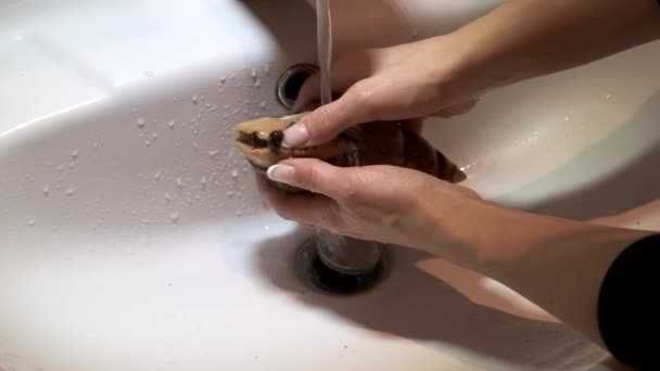 Ženské ruce myjí velkého afrického šneka v umyvadle pro kosmetické zákroky. Zavřít. — Stock video