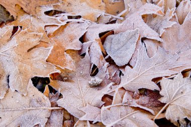 Düşen meşe yaprakları üzerindeki buz.