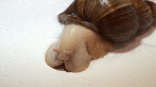 Close up de gigante Achatina caracol banha em uma concha. — Vídeo de Stock